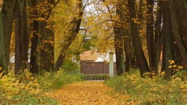 Φθινοπωρινά φύλλα πέφτουν ημέρα στη φύση αποθεματικό στο δάσος — Αρχείο Βίντεο