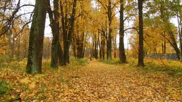 Une femme avec un enfant marche dans un parc d'automne pendant une chute de feuilles 