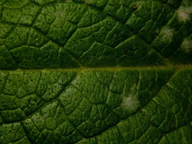 Bir yaprak yeşil closeup dokusuna