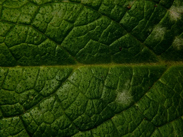 Textura de uma folha verde closeup — Fotografia de Stock