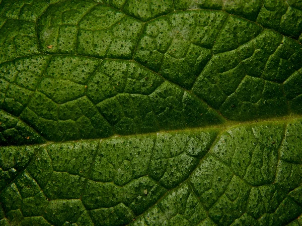 Textura de un primer plano de hoja verde — Foto de Stock