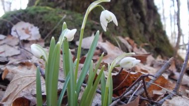 İlk ormanın bahar çiçekleri, kardamlaları yakın plan.