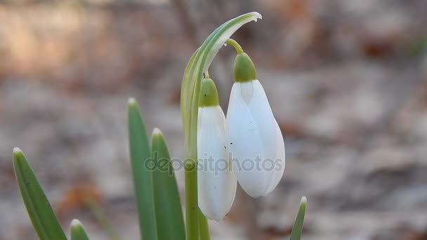 Den första skogen våren blommor av snödroppar närbild — Stockvideo