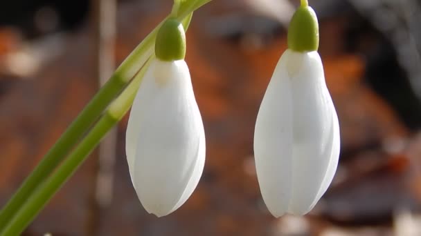 Las primeras flores de primavera del bosque de las nevadas de cerca — Vídeos de Stock