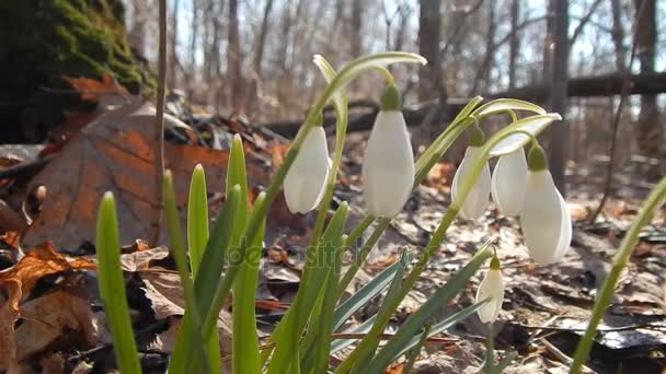 Las primeras flores de primavera del bosque de las nevadas de cerca — Vídeo de stock