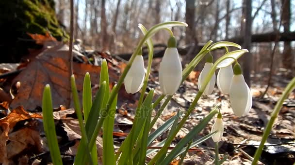 As primeiras flores de primavera de floresta de nevascas close-up — Vídeo de Stock