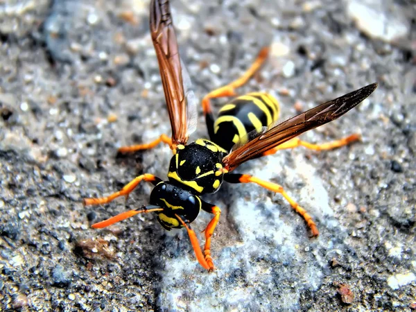 Wild wasp sits on the ground close up — Stock Photo, Image