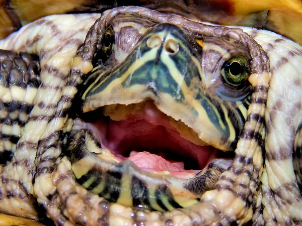 Tortuga marina de cerca — Foto de Stock