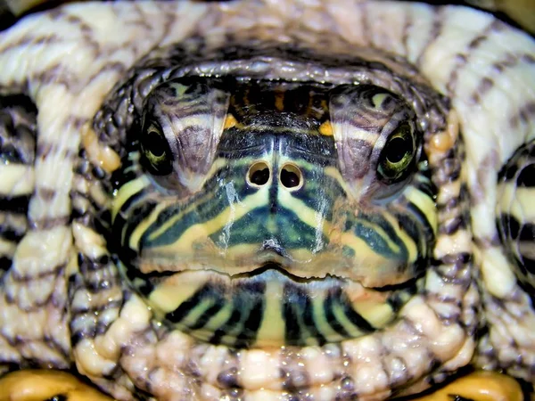 Tartaruga marinha close-up — Fotografia de Stock