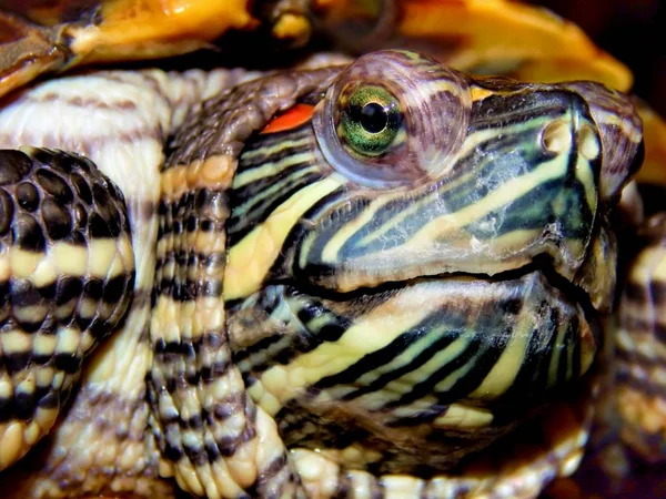 Морская черепаха крупным планом — стоковое фото