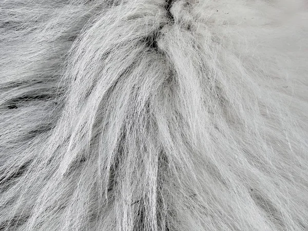Textura de la superficie de lana blanca natural de cerca —  Fotos de Stock