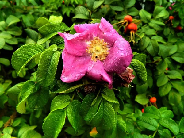 Dzikiej róży z kroplami wody po deszczu z bliska — Zdjęcie stockowe
