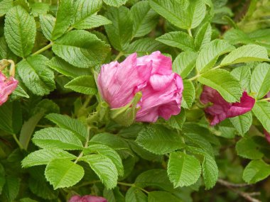 Su ile vahşi rose hips düşünceye yakın çekim