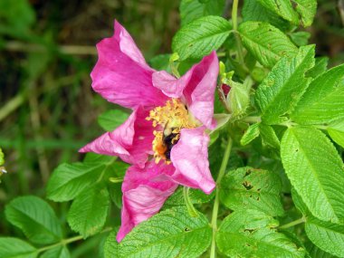 Su ile vahşi rose hips düşünceye yakın çekim