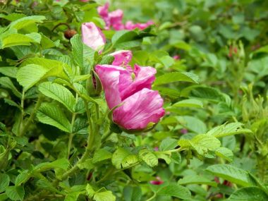 Su ile vahşi rose hips düşünceye yakın çekim