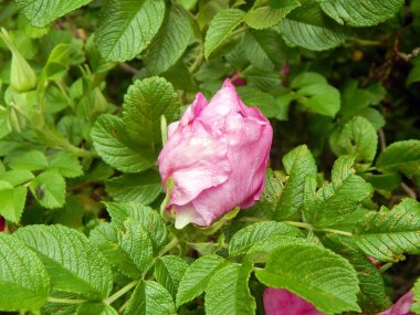 Su ile vahşi rose hips düşünceye yakın çekim