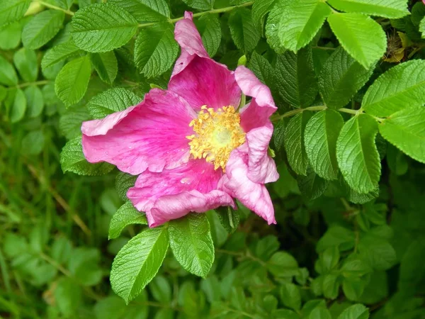 Dzikiej róży z bliska krople wody — Zdjęcie stockowe