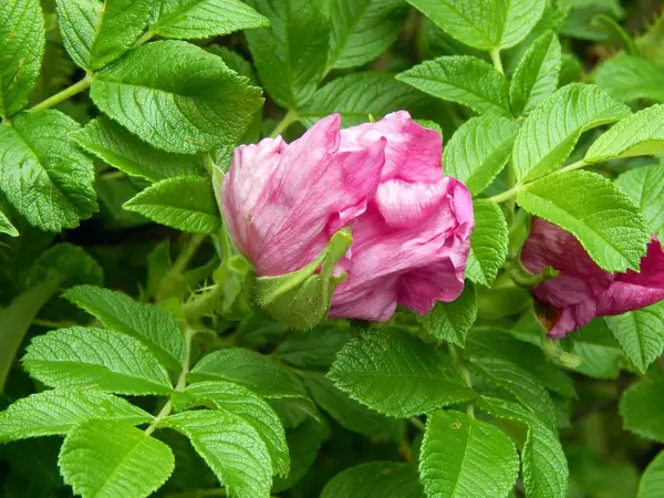 Rosa silvestre con gotas de agua de cerca — Foto de Stock