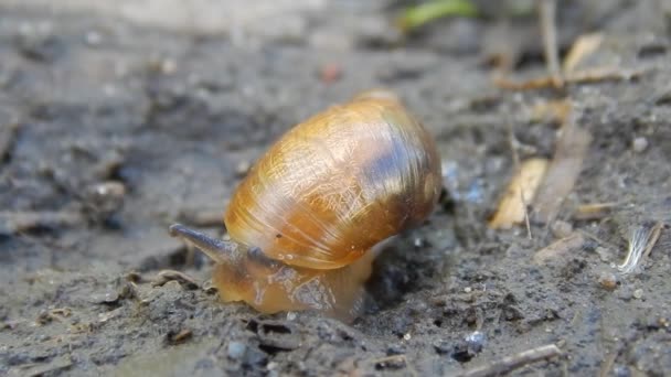 L&#039;escargot rampe sur le sol 