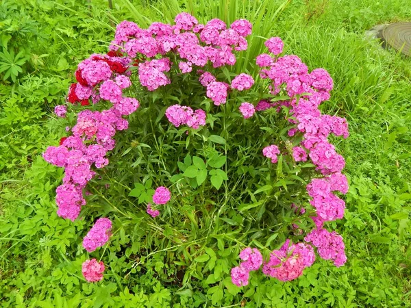 Fleurs de phlox rose close-up — Photo