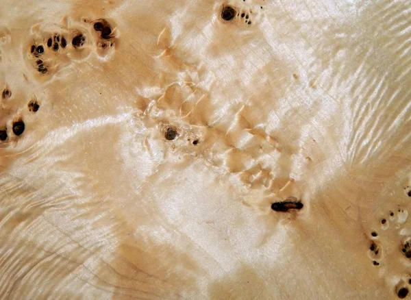 一棵树，杨树根木制表面的纹理。家具的木材单板 — 图库照片
