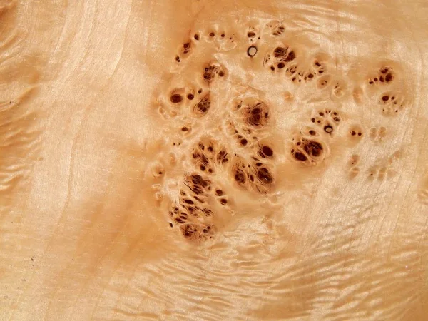 Texture of a wooden surface of a tree with a poplar root. Wood veneer for furniture Stock Picture