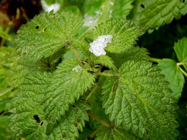 Ortiga verde en la nieve — Foto de Stock