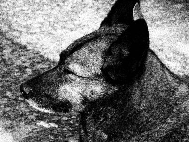 Kömür ile boyalı bir köpek siluet