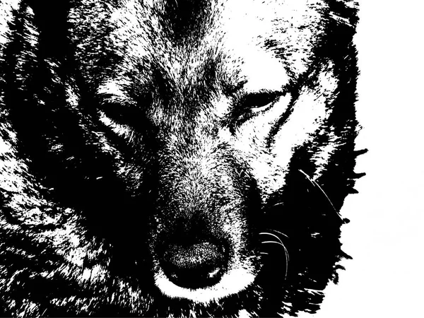 Silueta de un perro pintado con carbón —  Fotos de Stock