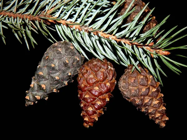 Green branch with a cone on a black background — Stock Photo, Image