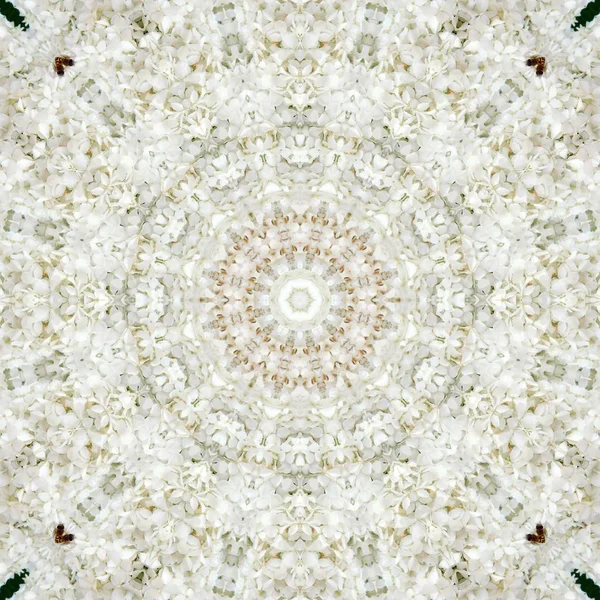Obrázek Abstraktní Obrázek Bílé Jarní Květiny — Stock fotografie