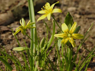Güzel bahar çiçekleri yakın plan