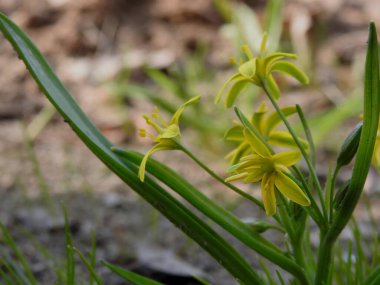 Güzel bahar çiçekleri yakın plan
