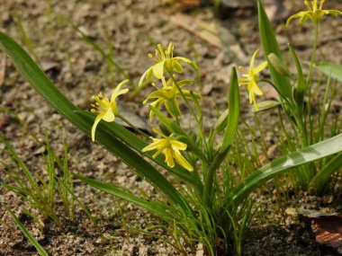 Güzel bahar çiçekleri yakın plan
