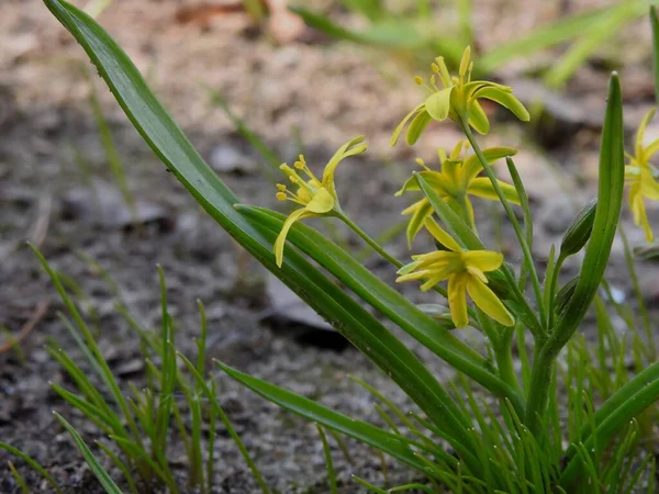 Mooie Lente Bloemen Close — Stockfoto