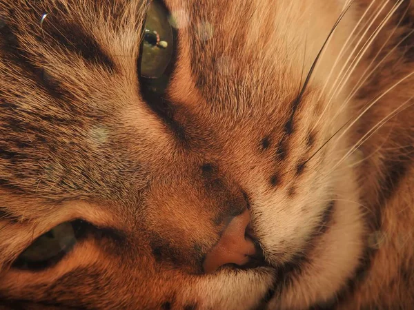 Κοντινό Πορτραίτο Καθαρόαιμου Γάτας — Φωτογραφία Αρχείου