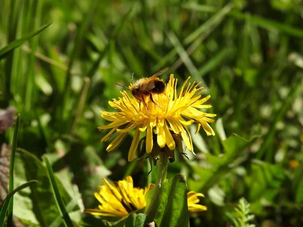 Méhek Tavaszi Virágokon Közelkép — Stock Fotó