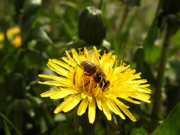 Пчелы Весенних Цветах Крупным Планом — стоковое фото