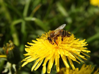 Bahar çiçeklerindeki arılar yakın plan