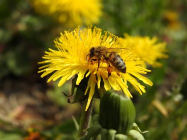 Bahar çiçeklerindeki arılar yakın plan