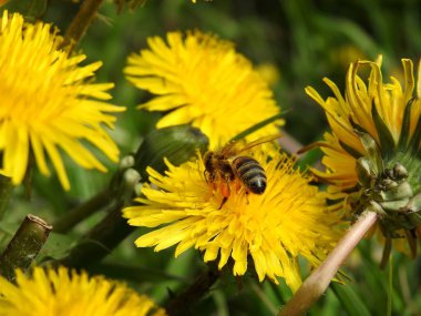 Bahar çiçeklerindeki arılar yakın plan