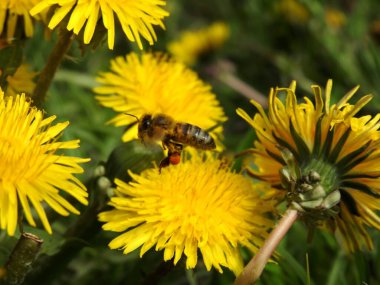 Bahar çiçeklerindeki arılar yakın plan