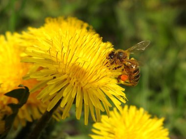 Bahar çiçeklerindeki arılar yakın plan