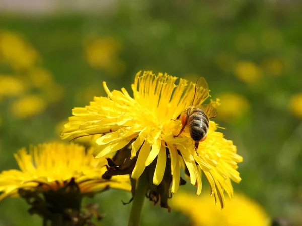 Méhek Tavaszi Virágokon Közelkép — Stock Fotó