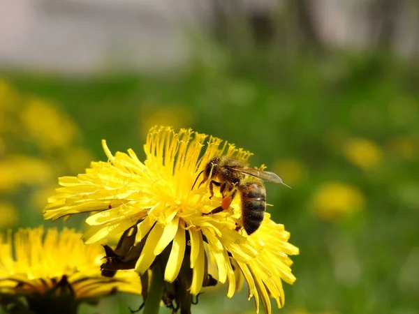 Пчелы Весенних Цветах Крупным Планом — стоковое фото