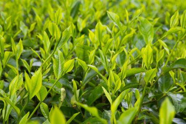 Taze çay yaprakları hasat için hazır.