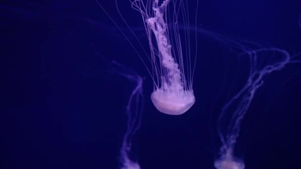 Närbild av under vatten gelé fisk — Stockvideo