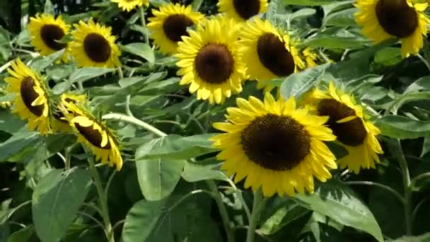 Primer plano de girasol en el jardín en el día soleado — Vídeos de Stock