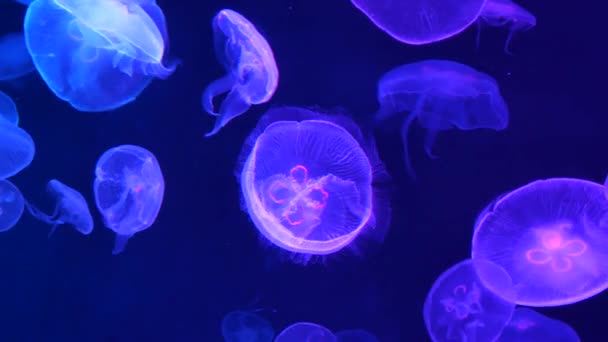 Крупный план подводной разноцветной медузы — стоковое видео