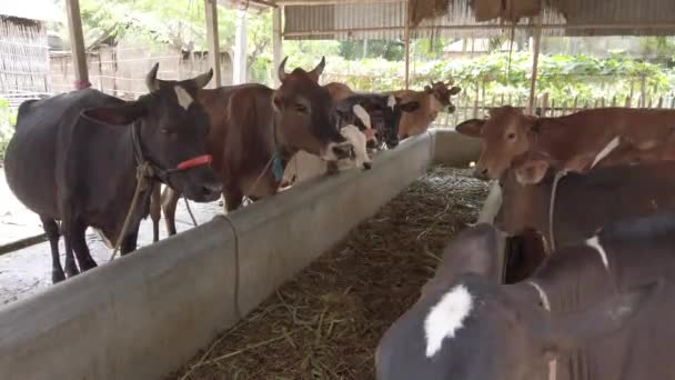 ダカ・バングラデシュにある牛会社の閉鎖 — ストック動画
